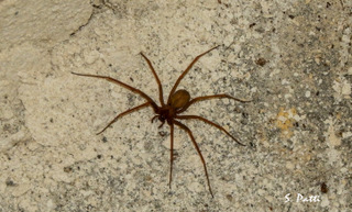 Loxosceles rufescens
