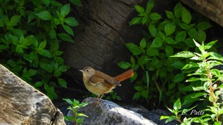 Luscinia megarhynchos