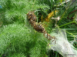 Malacosoma franconica