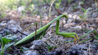 Mantis religiosa