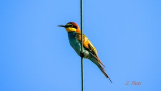 Merops apiaster