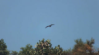 Milvus migrans