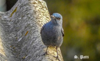 Monticola solitarius