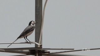Motacilla alba