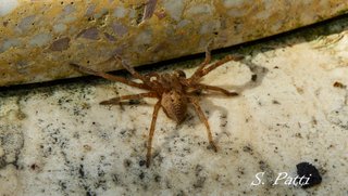 Olios argelasius