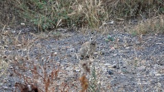 Oryctolagus cuniculus