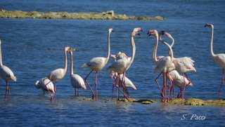 Phoenicopterus roseus