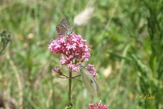 Polyommatus celina