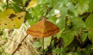 Rhodostrophia pudorata