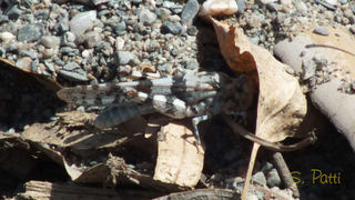 Sphingonotus caerulans