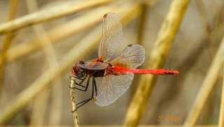 Sympetrum fonscolombii