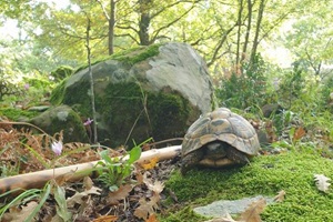 Testudo hermanni
