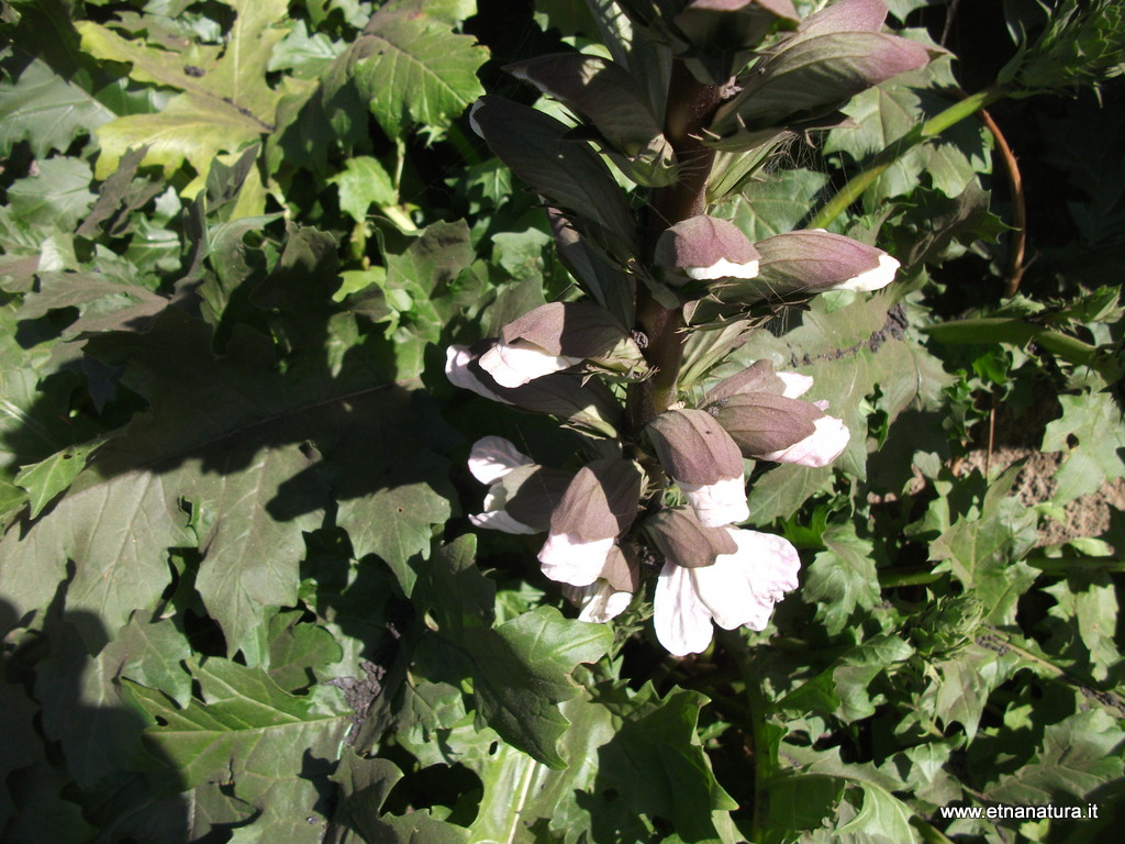 Acanthus mollis