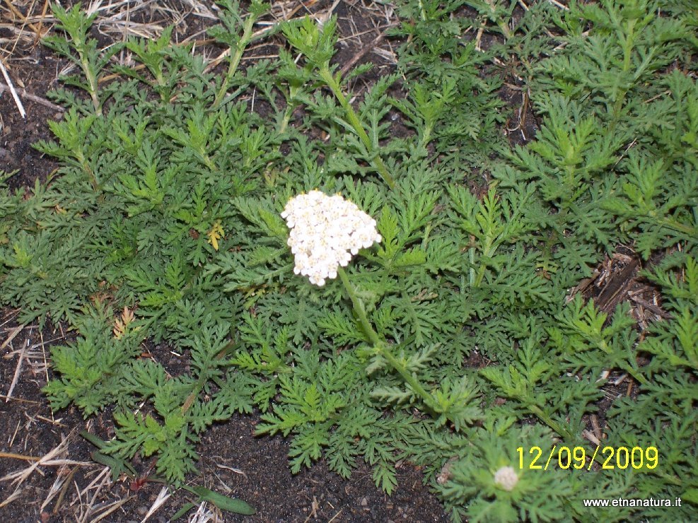 Achillea ligustica