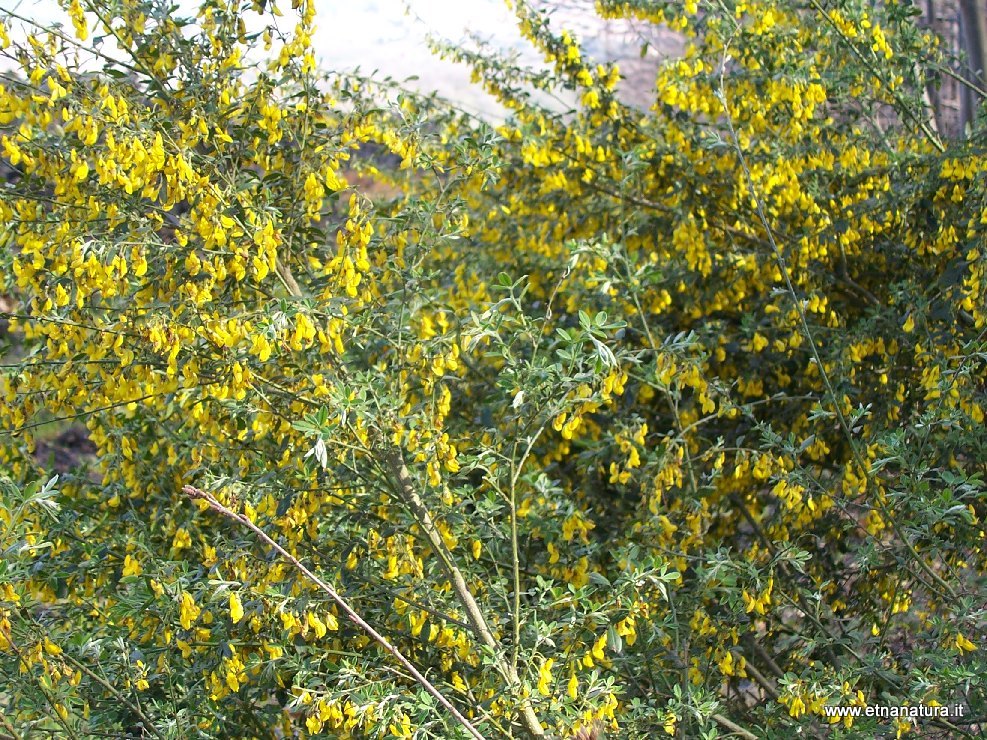 Adenocarpus bivonii