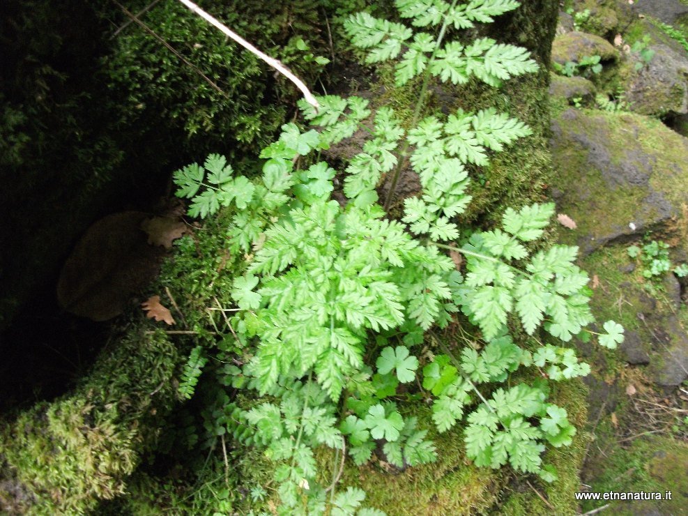 Adiantum capillus-veneris