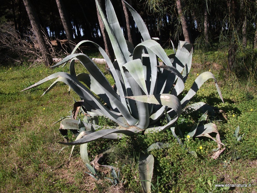 Agave americana