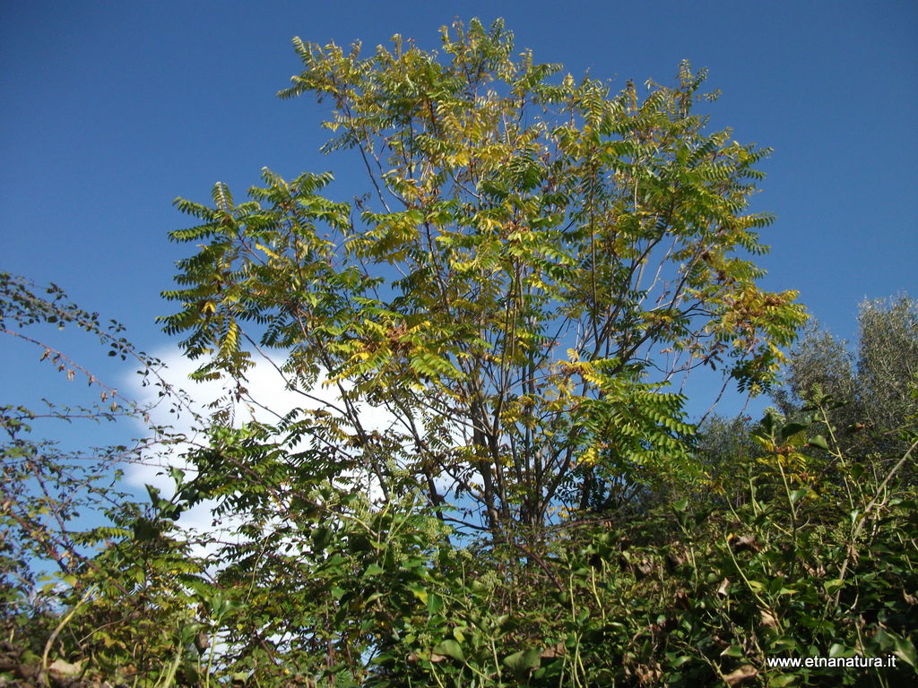 Ailanthus altissima