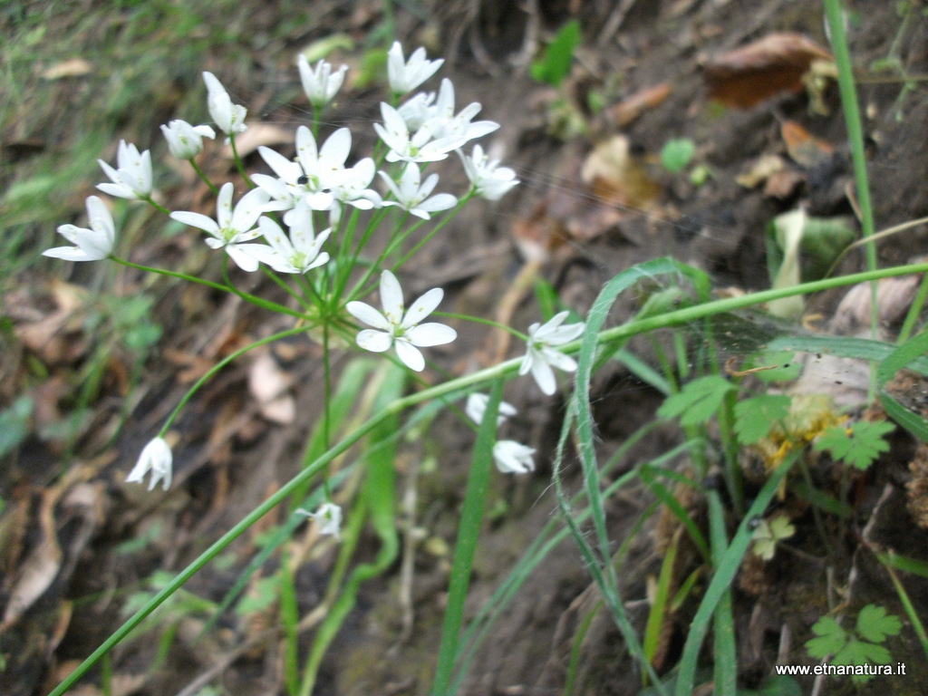 Allium subhirsutum