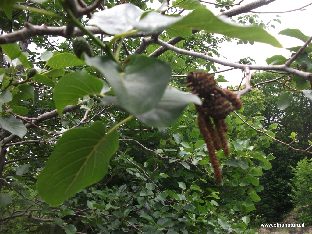 Alnus glutinosa