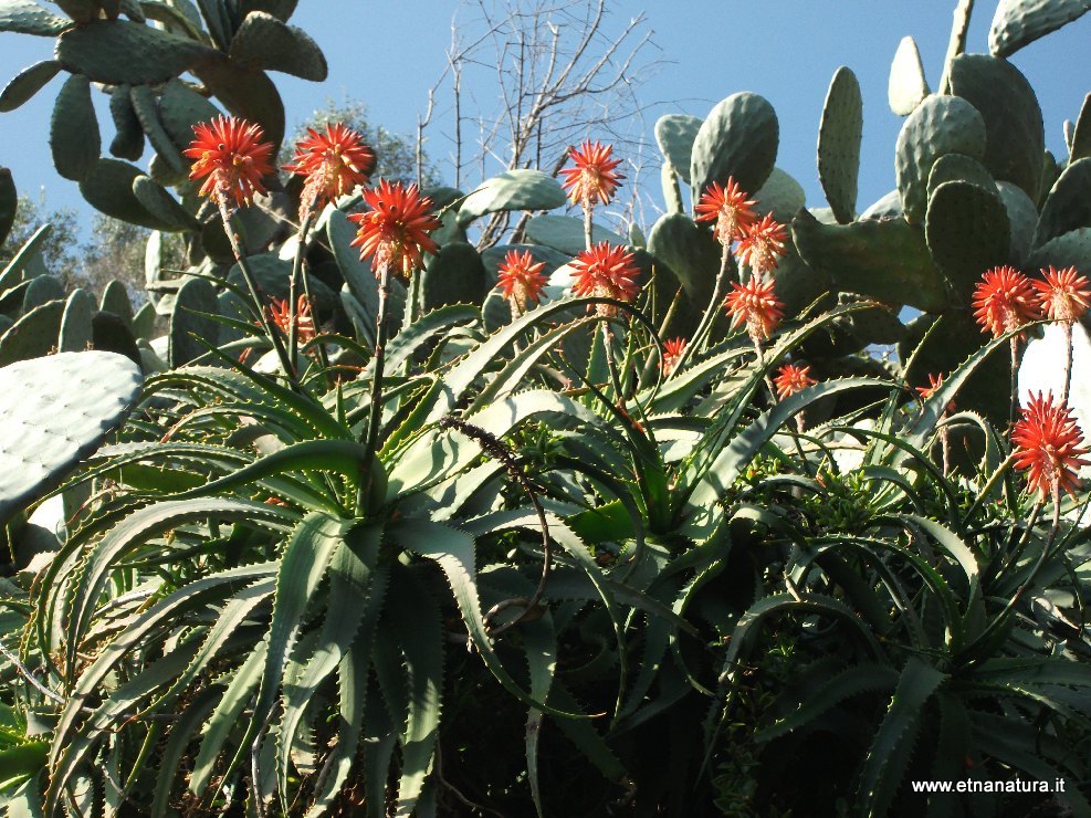 Aloe arborescens