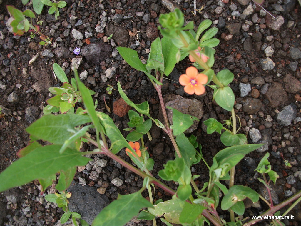 Anagallis arvensis