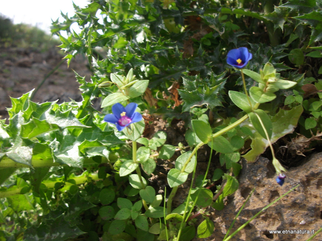 Anagallis foemina