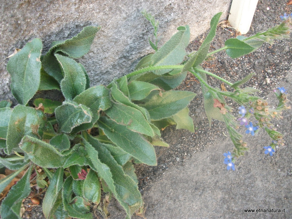 Anchusa azurea