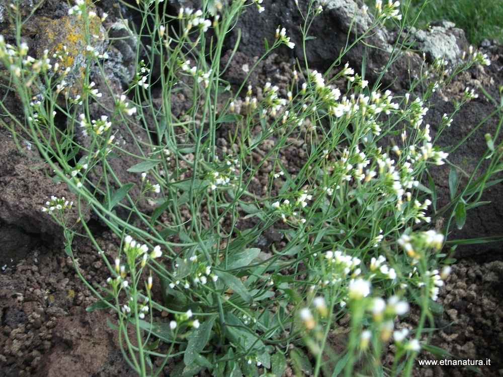 Arabidopsis thaliana