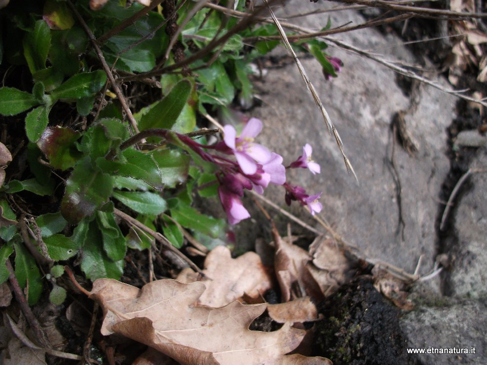 Arabis rosea