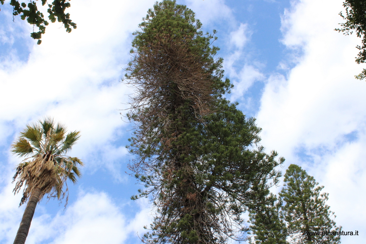 Araucaria bidwillii