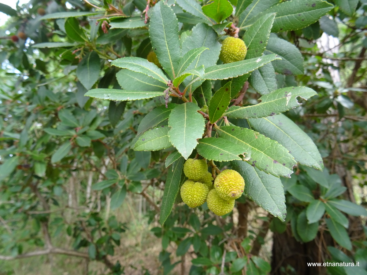 Arbutus unedo