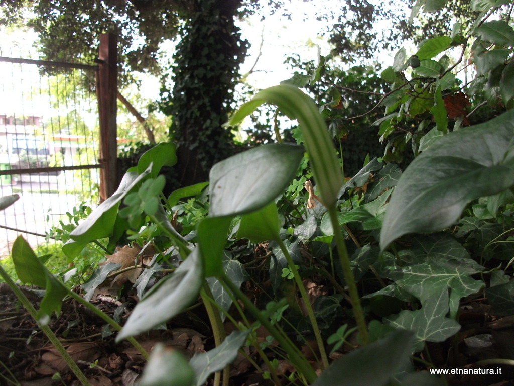 Arisarum vulgare