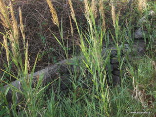 Arundo collina