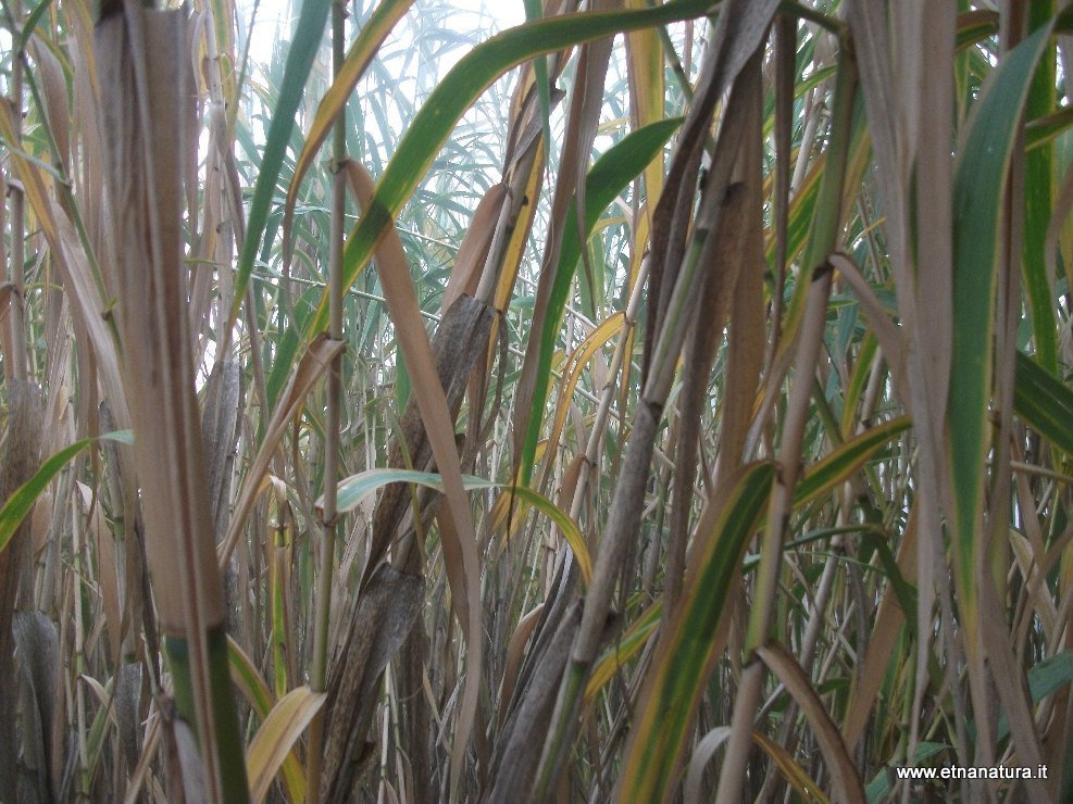 Arundo donax