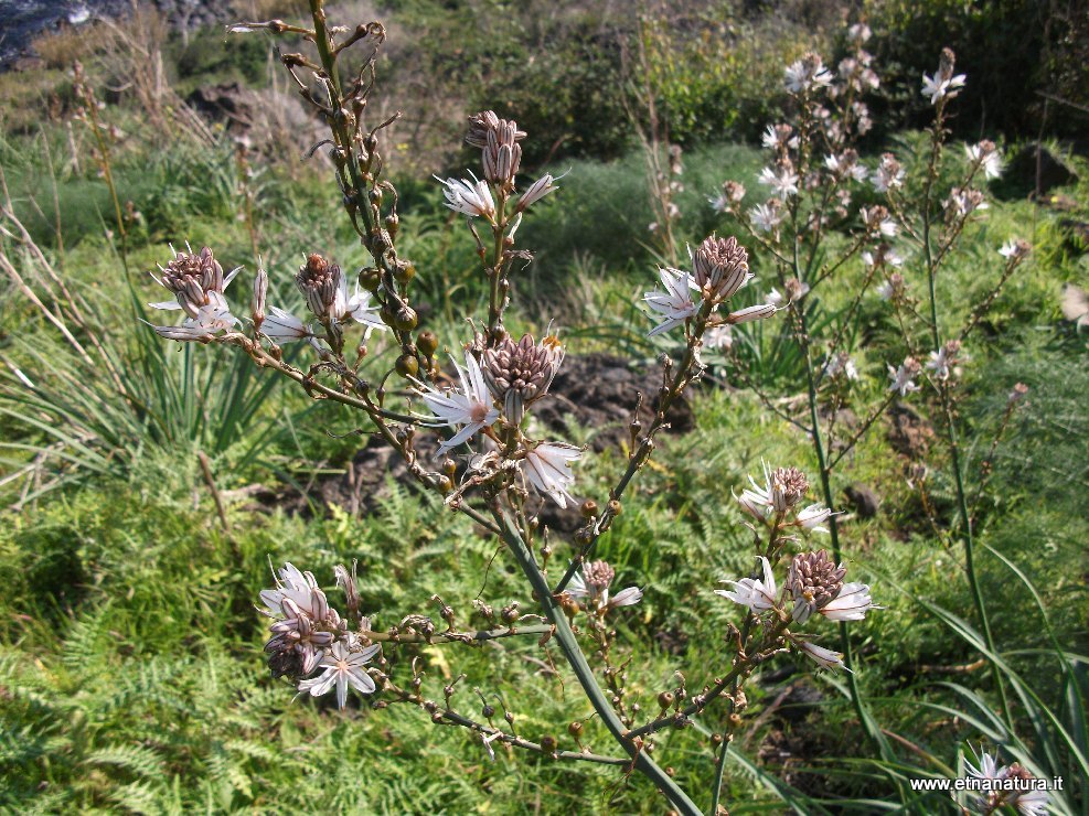 Asphodelus microcarpus