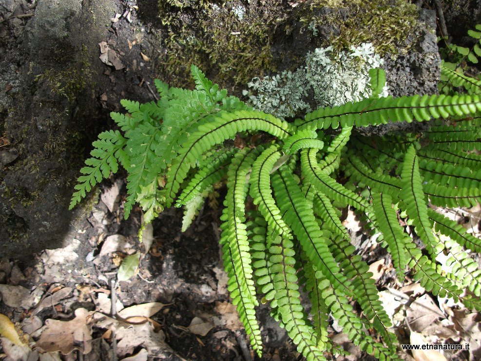 Asplenium trichomanes