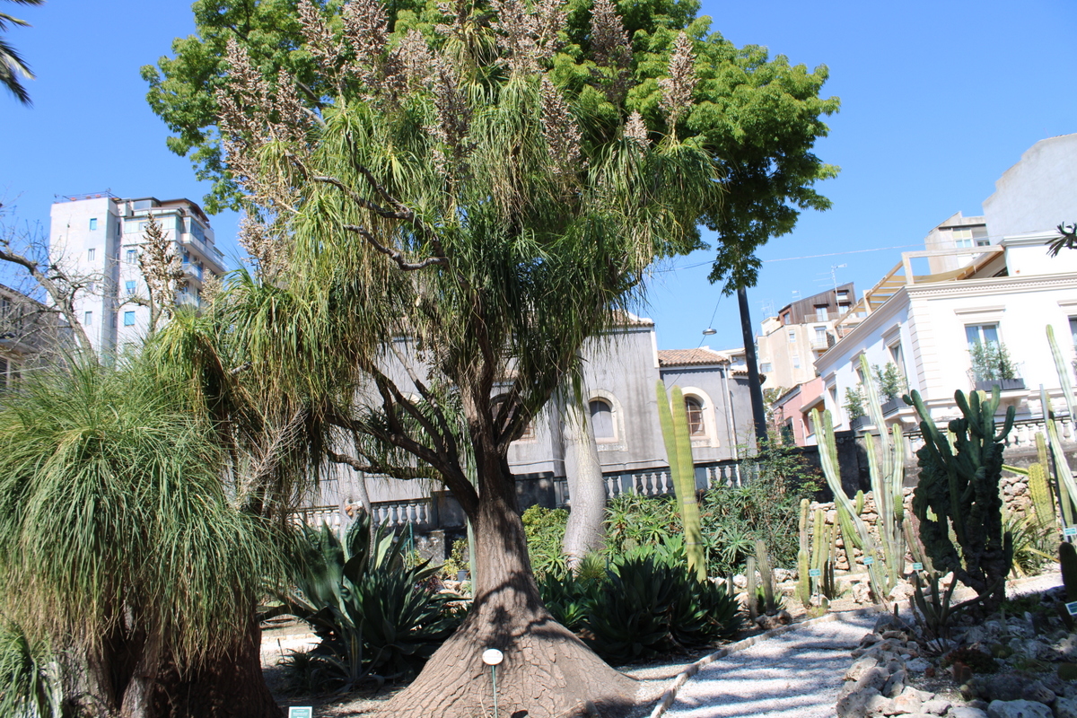 Beaucarnea recurvata