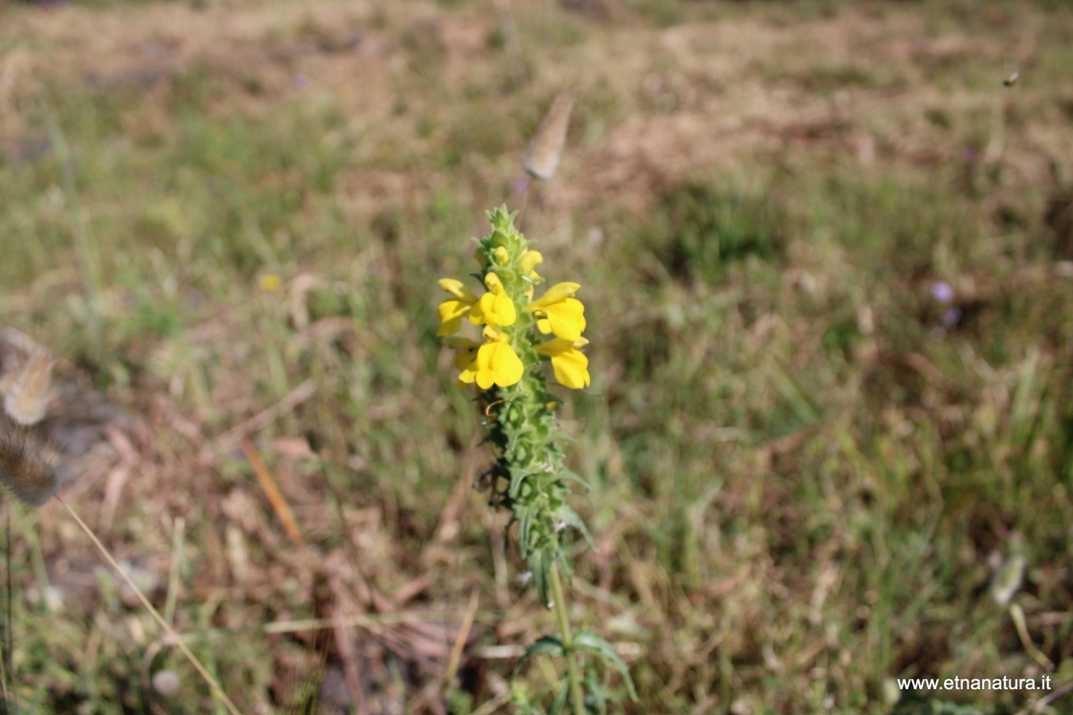 Bellardia trixago
