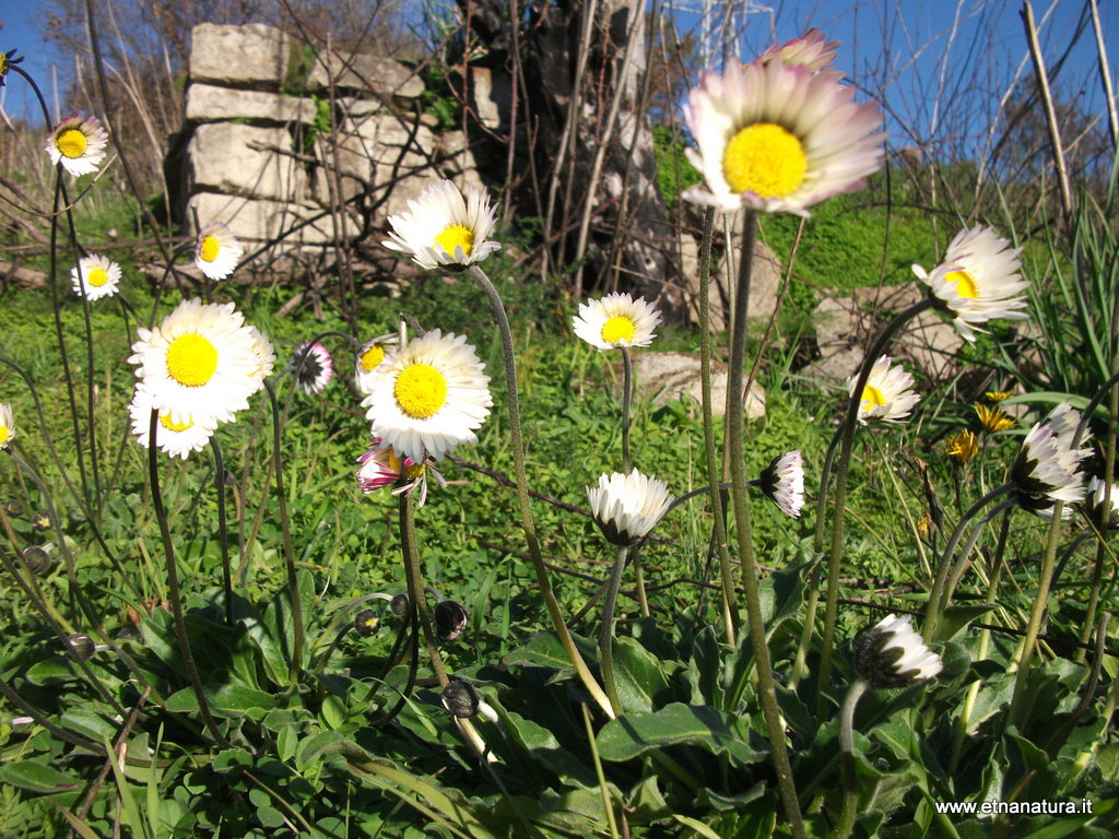 Bellis sylvestris