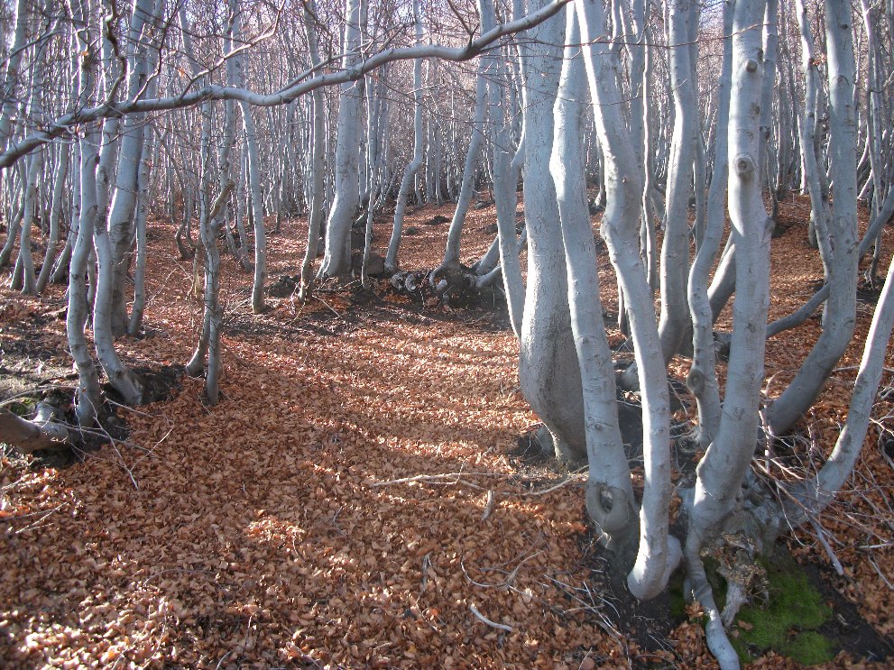 Betula Aetnensis