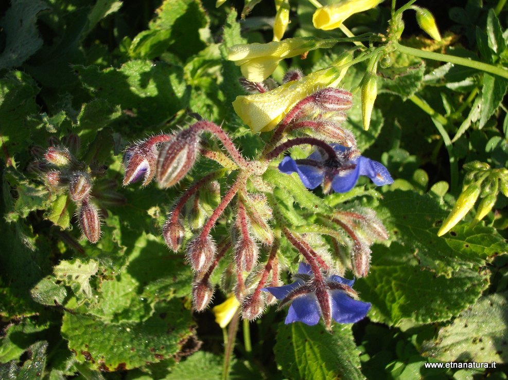 Borago officinalis