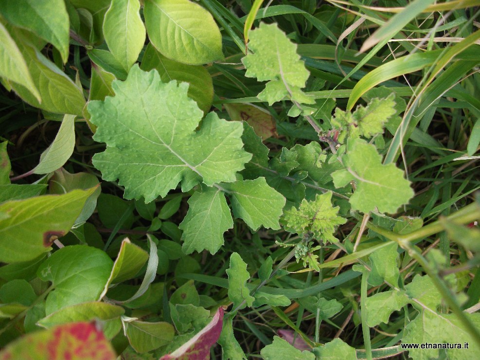 Brassica fruticulosa