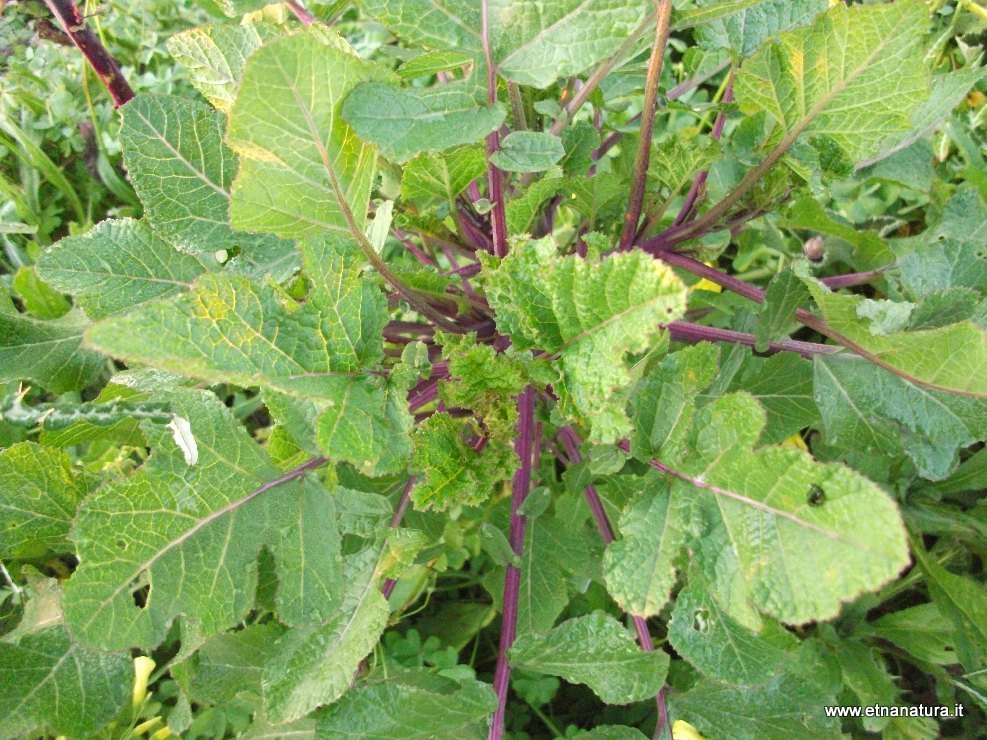 Brassica nigra