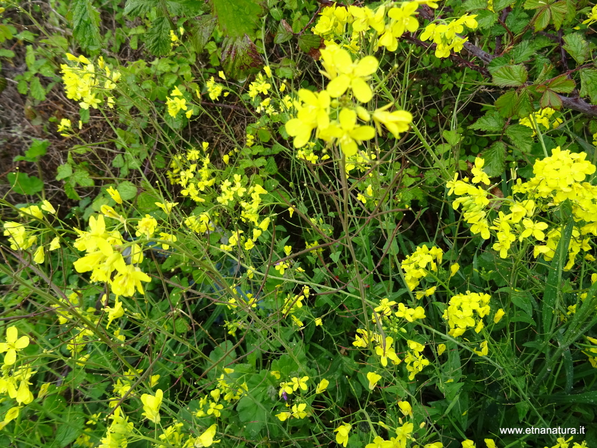 Brassica rapa