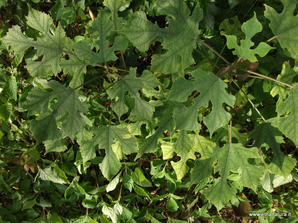 Broussounetia papyrifera