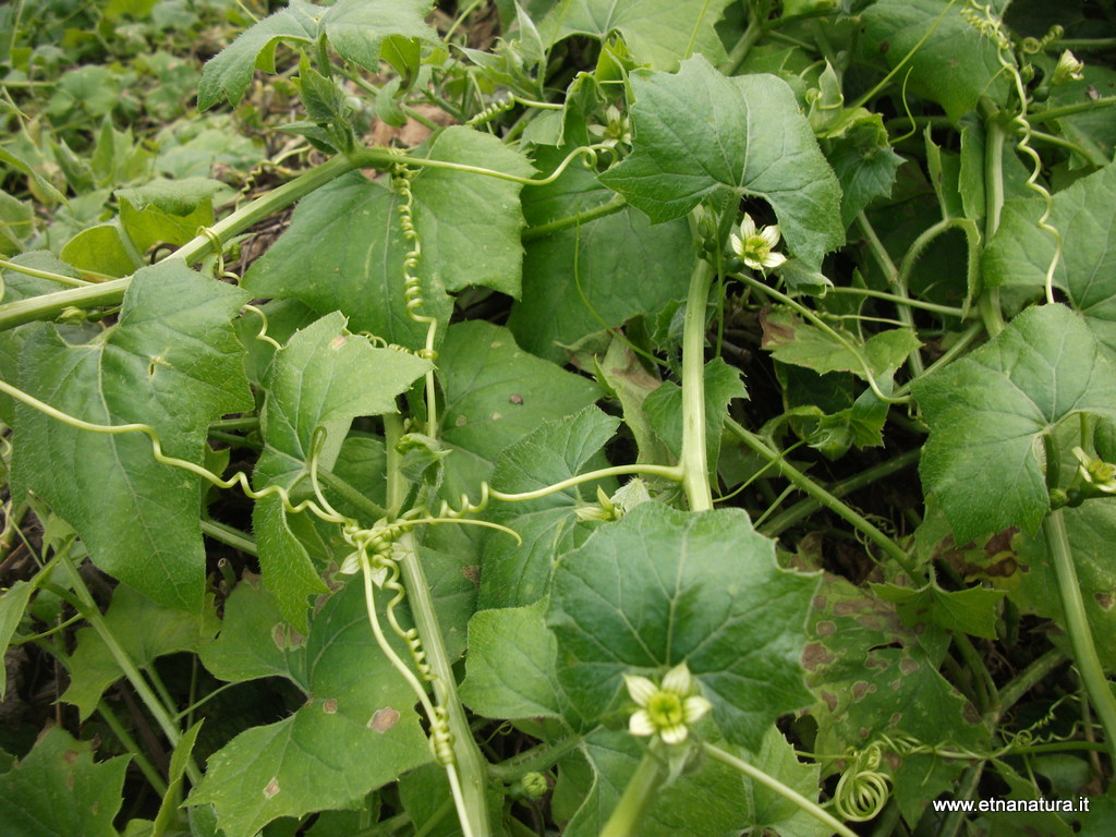 Bryonia cretica