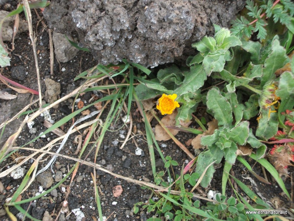 Calendula