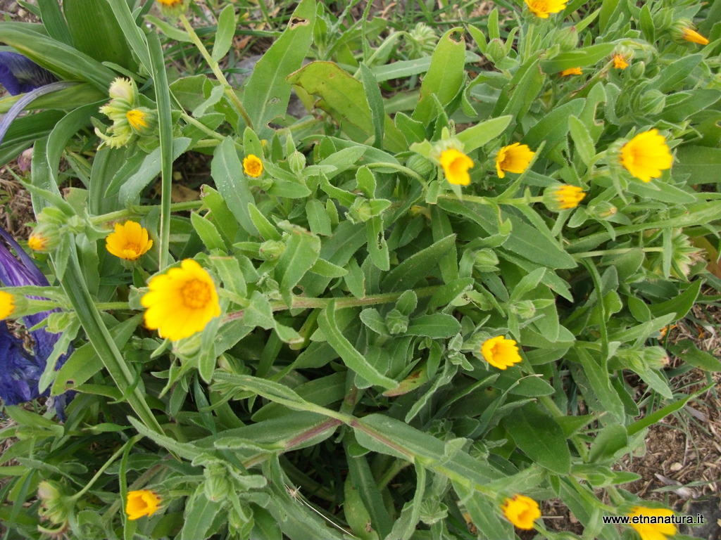 Calendula arvensis