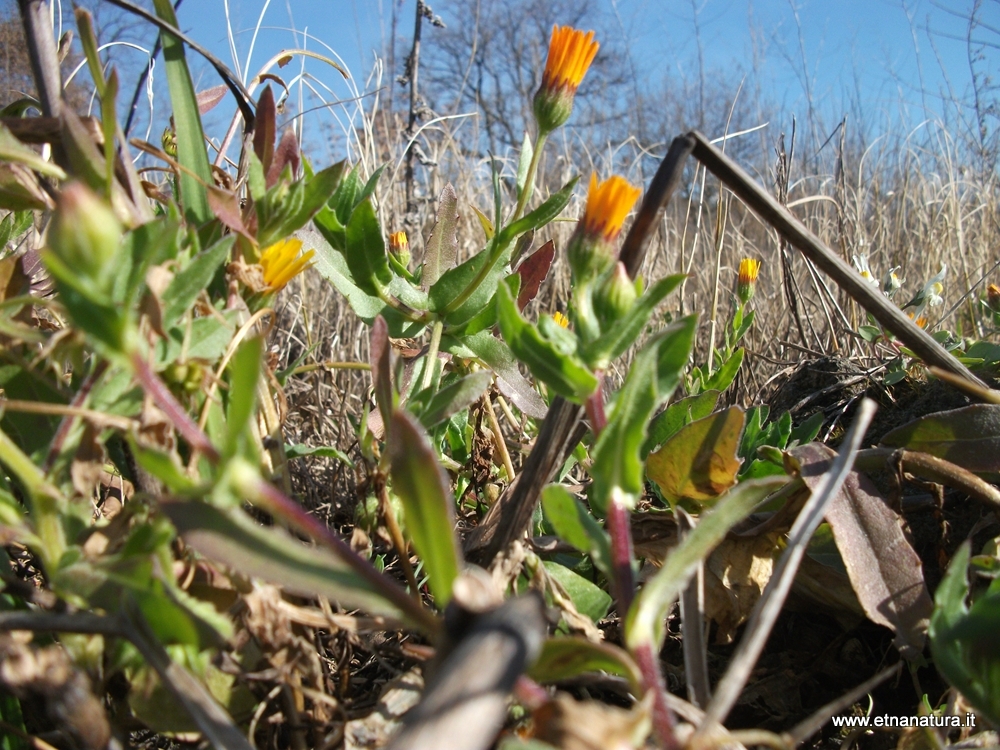 Calendula suffruticosa